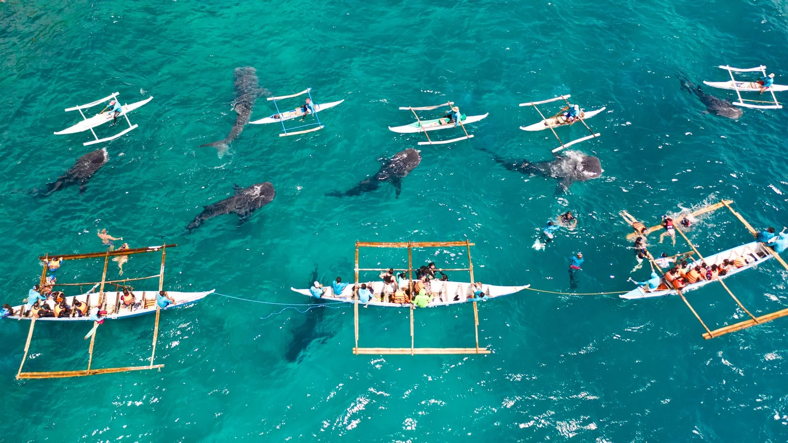 オスロブの海で複数のジンベイザメと泳ぐツアーの様子（ドローン空撮）