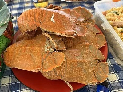 茹で上がったウチワエビ
