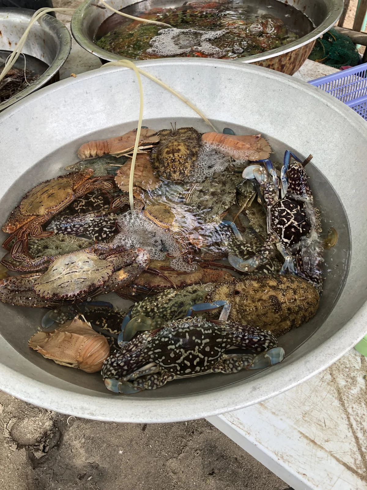 金だらいの中で生きているカニとウチワエビ