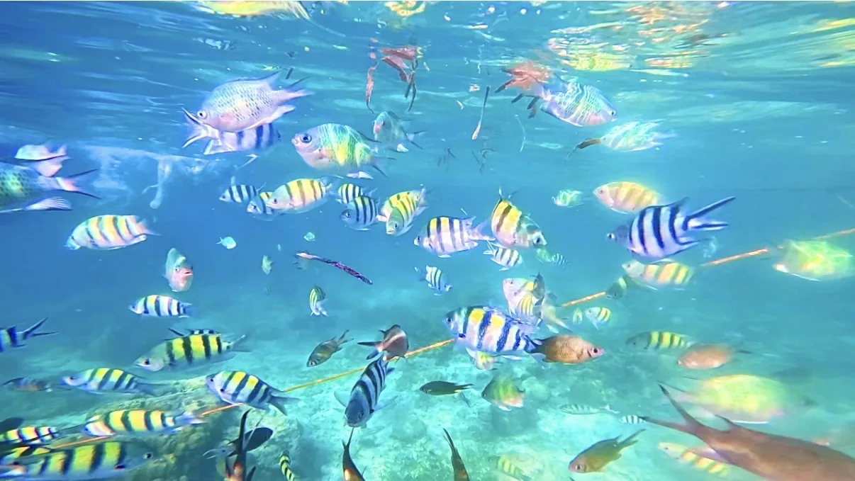 ヒルトゥガン海洋保護区の熱帯魚