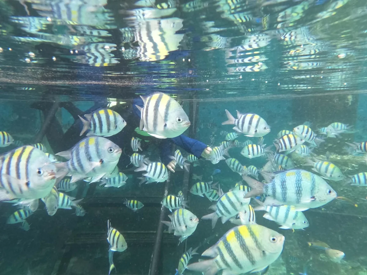 ナルスアン島の桟橋の下を泳ぐロクセンスズメダイの群れ