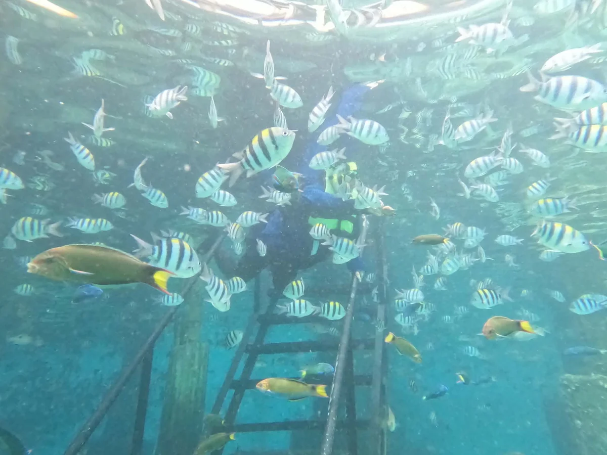 ナルスアン島の桟橋から海へ下りるはしごと熱帯魚