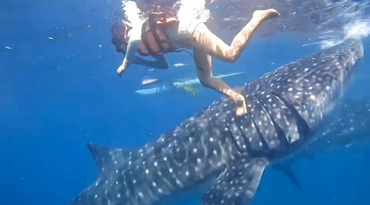 オスロブの海でジンベイザメの上を泳ぐお子様