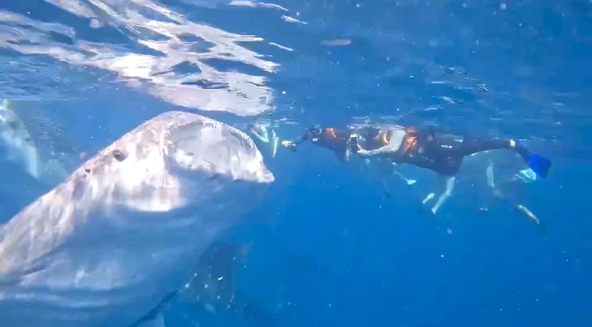 オスロブの海でジンベイザメのすぐそばをシュノーケリングする参加者