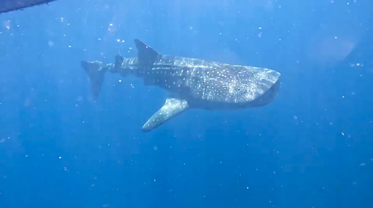 オスロブの青い海を泳ぐジンベイザメ