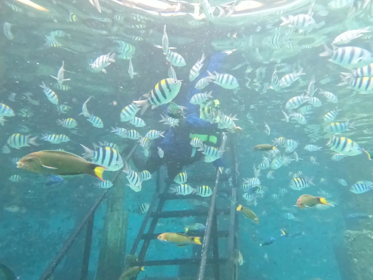 ナルスアン島の桟橋のハシゴの周りに集まる縞模様の熱帯魚とスノーケリング